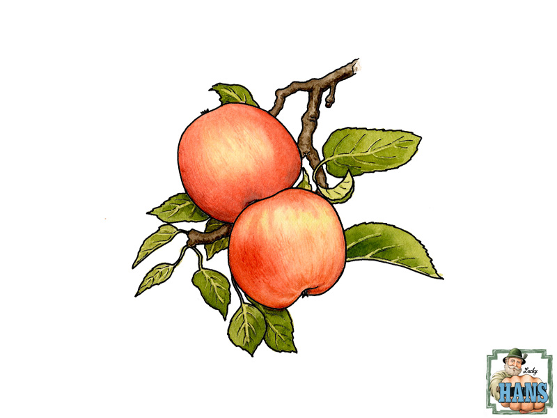 Lucky HANS Gin: Botanical #2 ist der Apfel